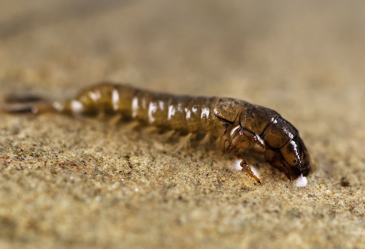 Larva di tricottero, famiglia Hydropsychidae.