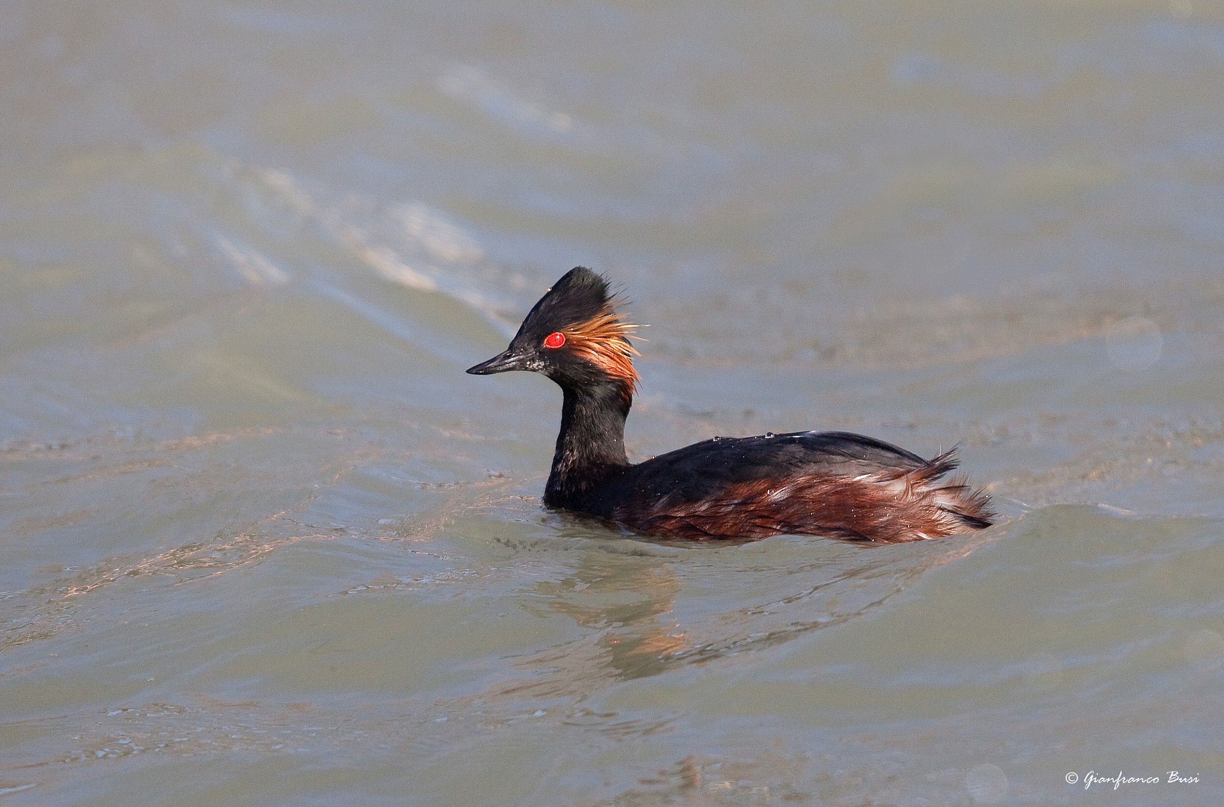 grebe - podiceps nigricollis