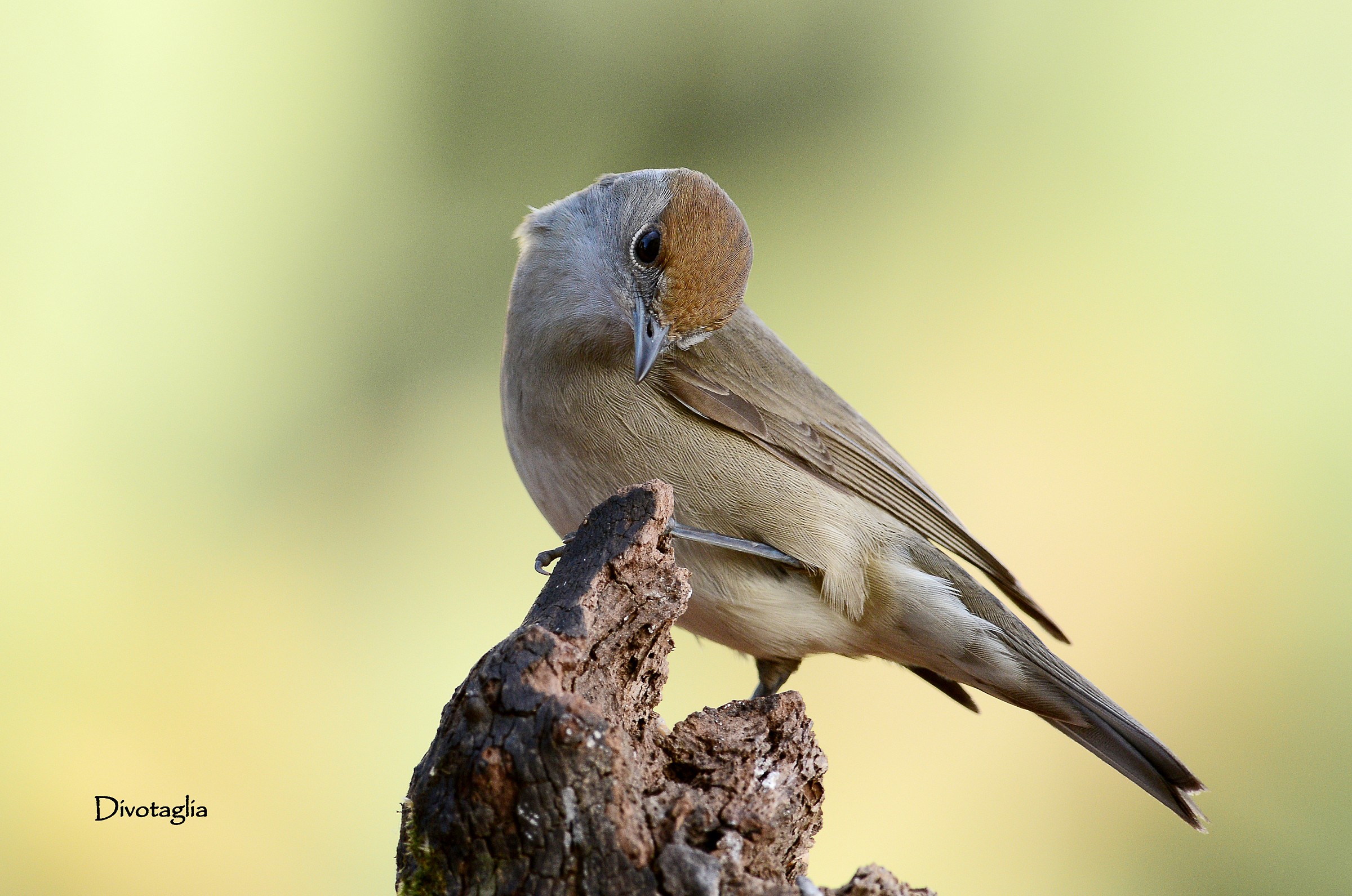 Female blackcap (Sylvia atricapilla)