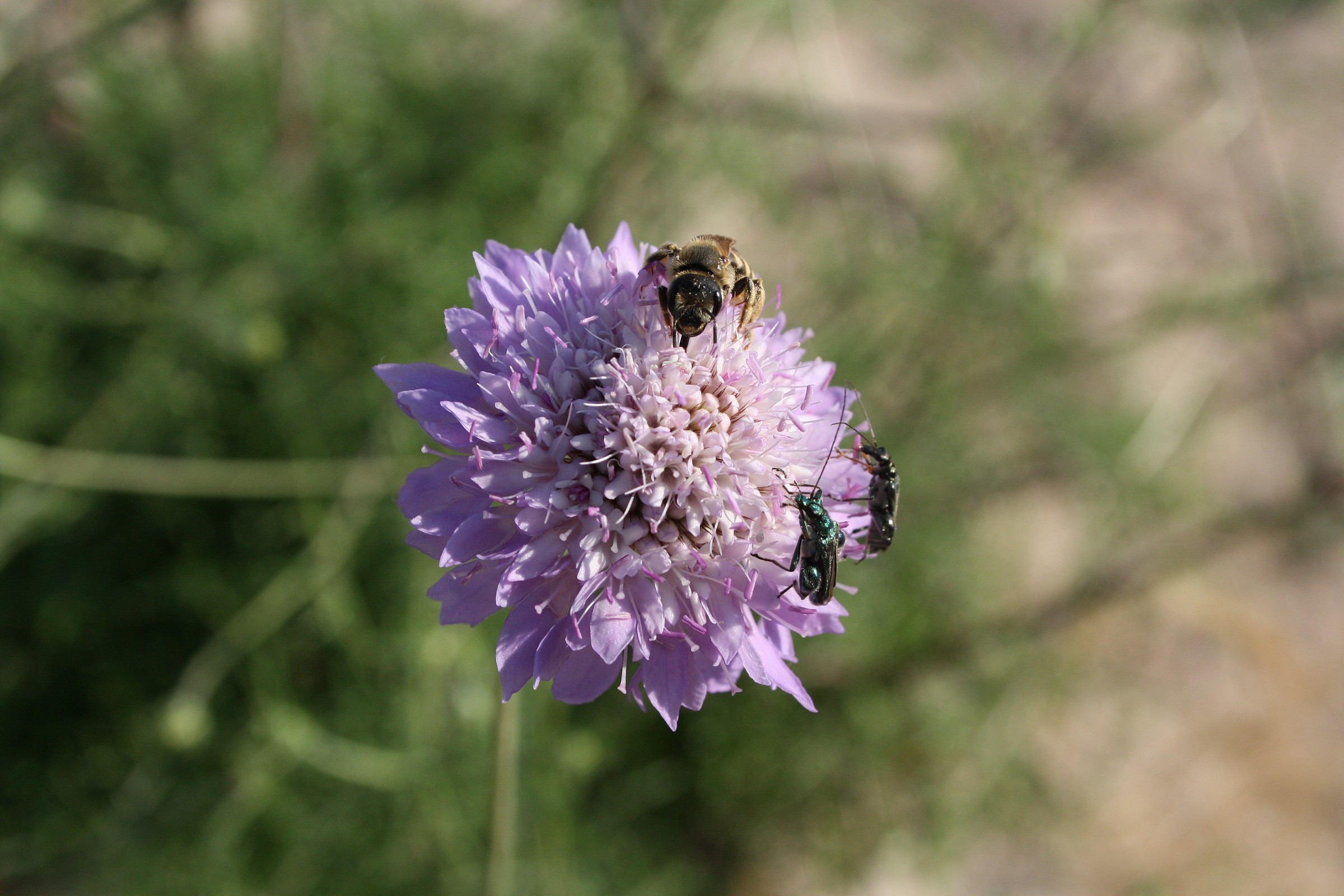 insetti che mangiano il polline