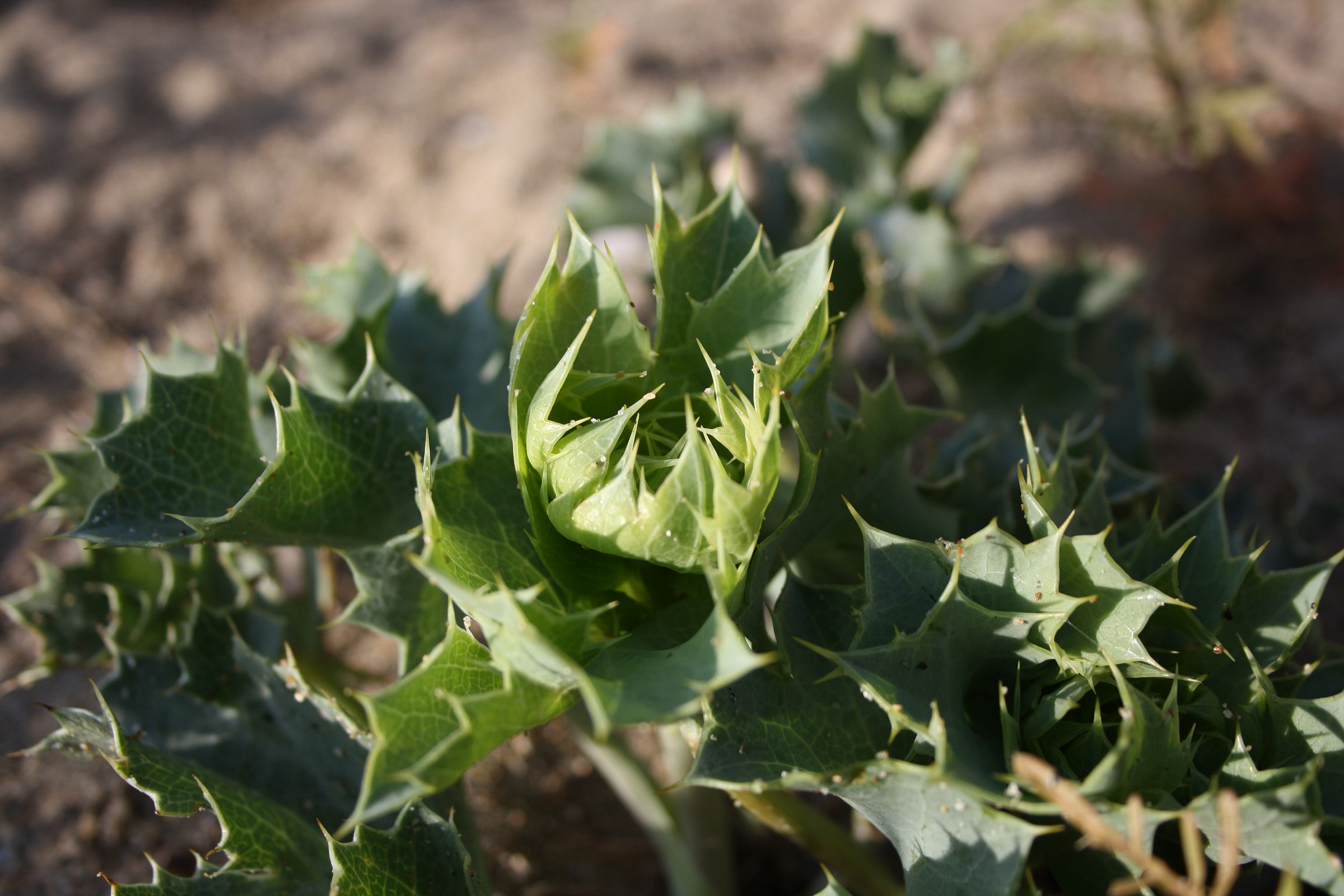 bellezze della natura