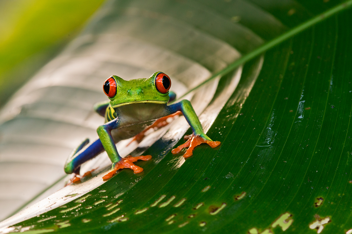 I am the red-eyed tree frog!