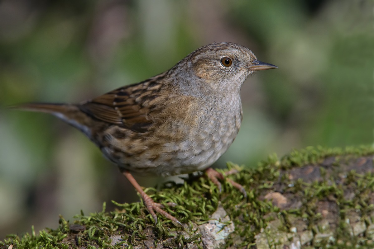 Dunnock