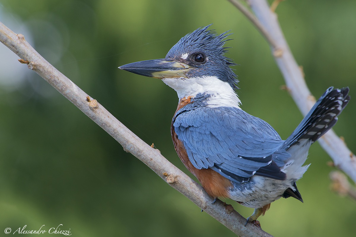 Martin pescatore dal collare