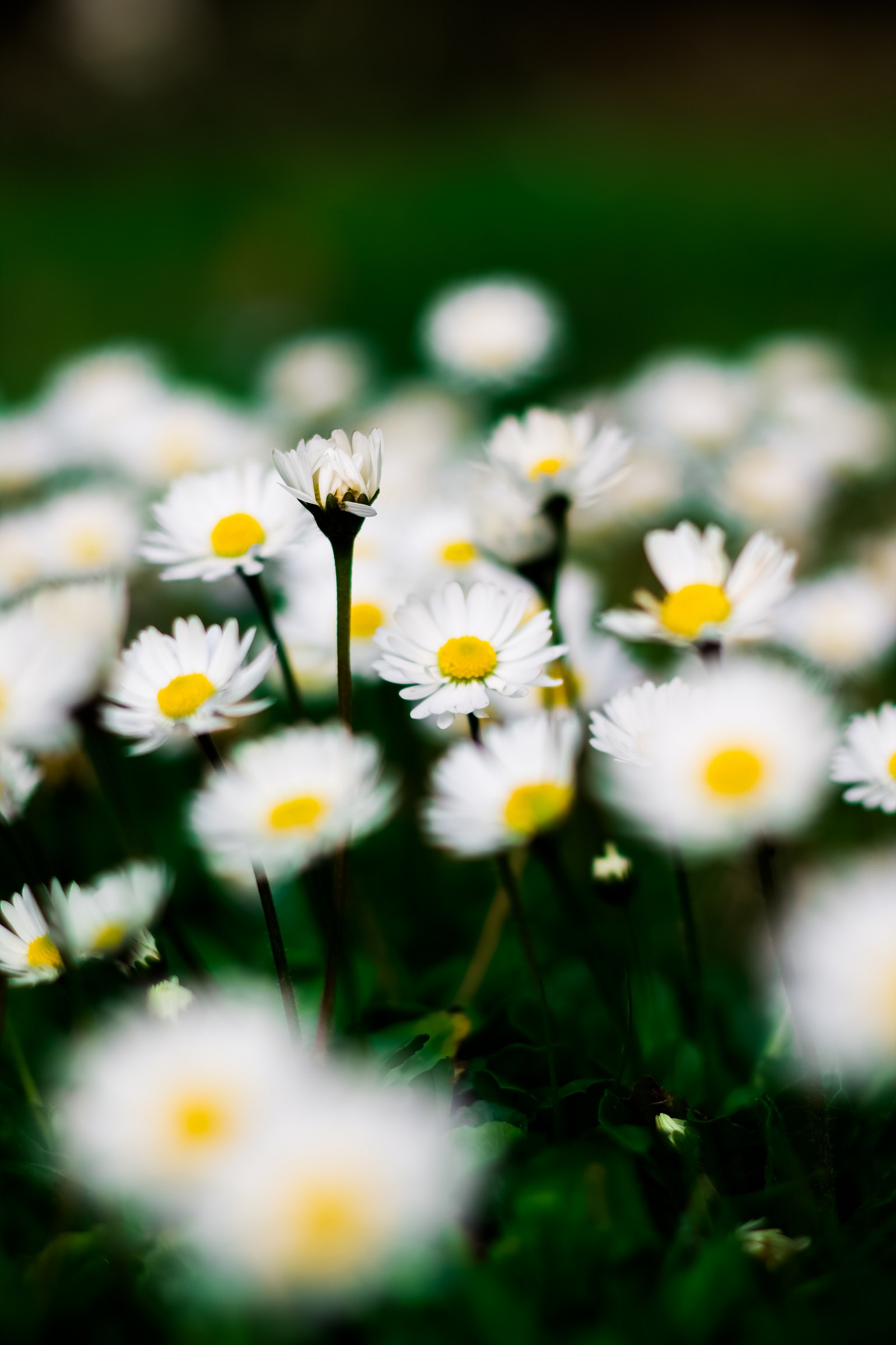 Insignificante bellezza