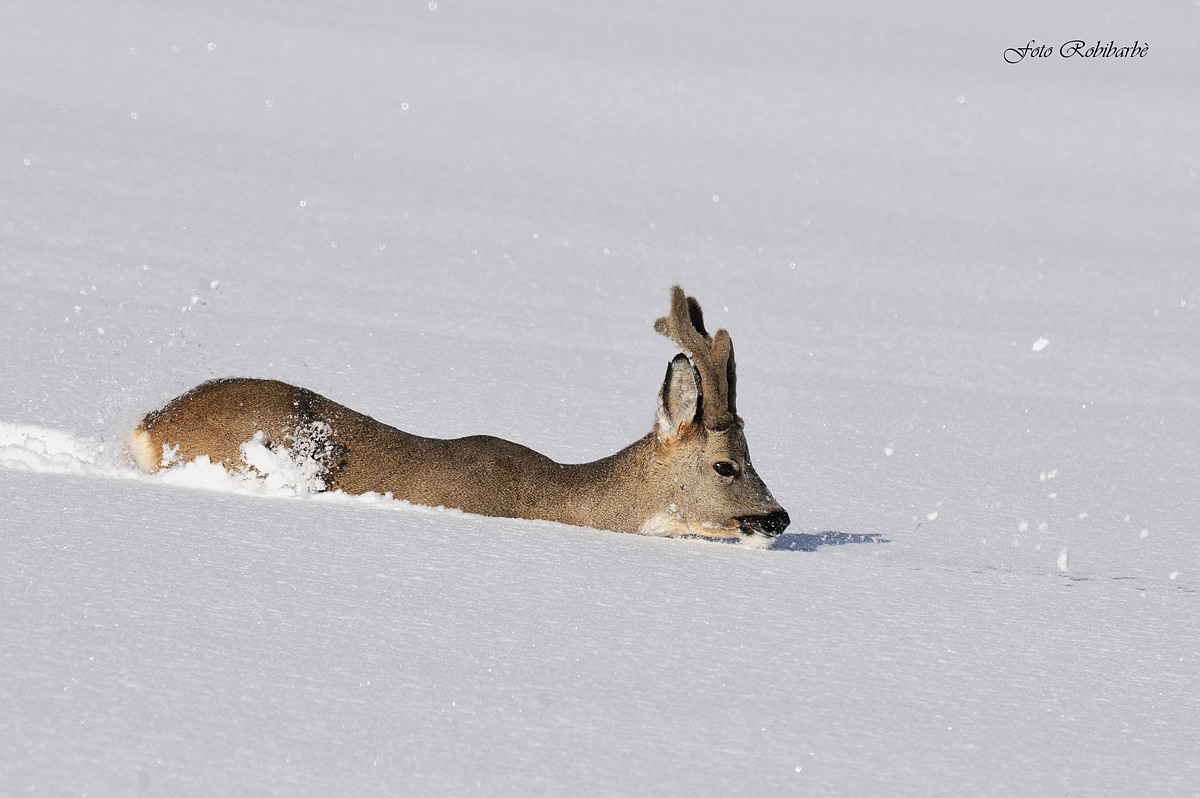 The harsh journey ......