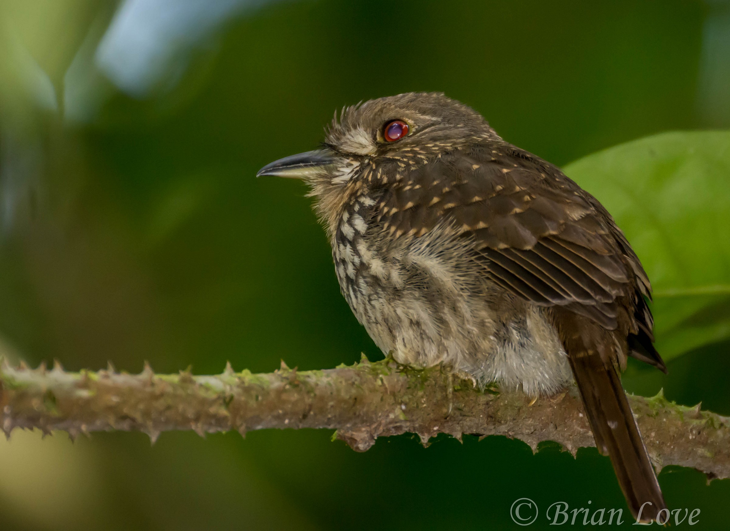 Bucconidae White-whiskered