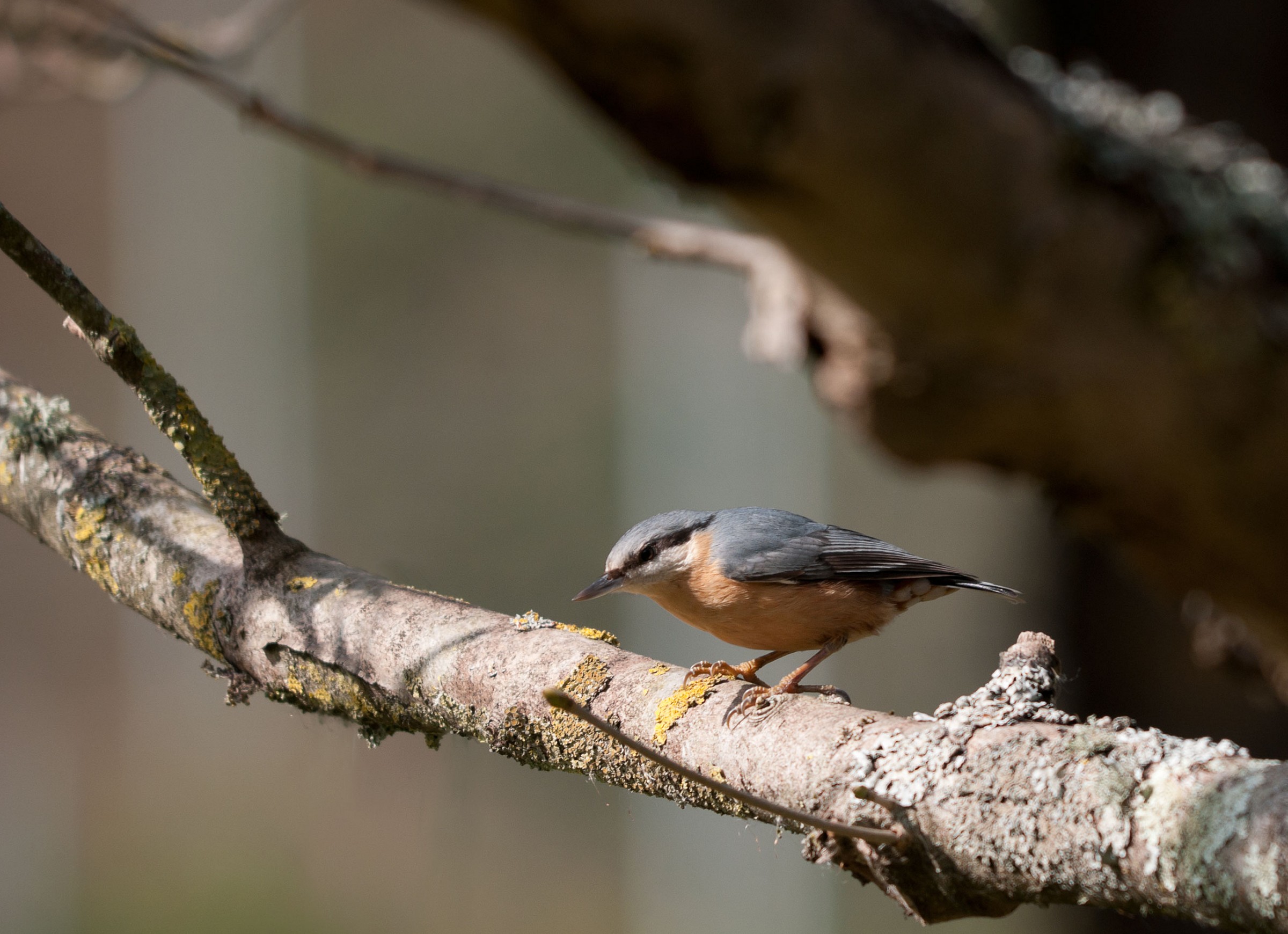 Nuthatch