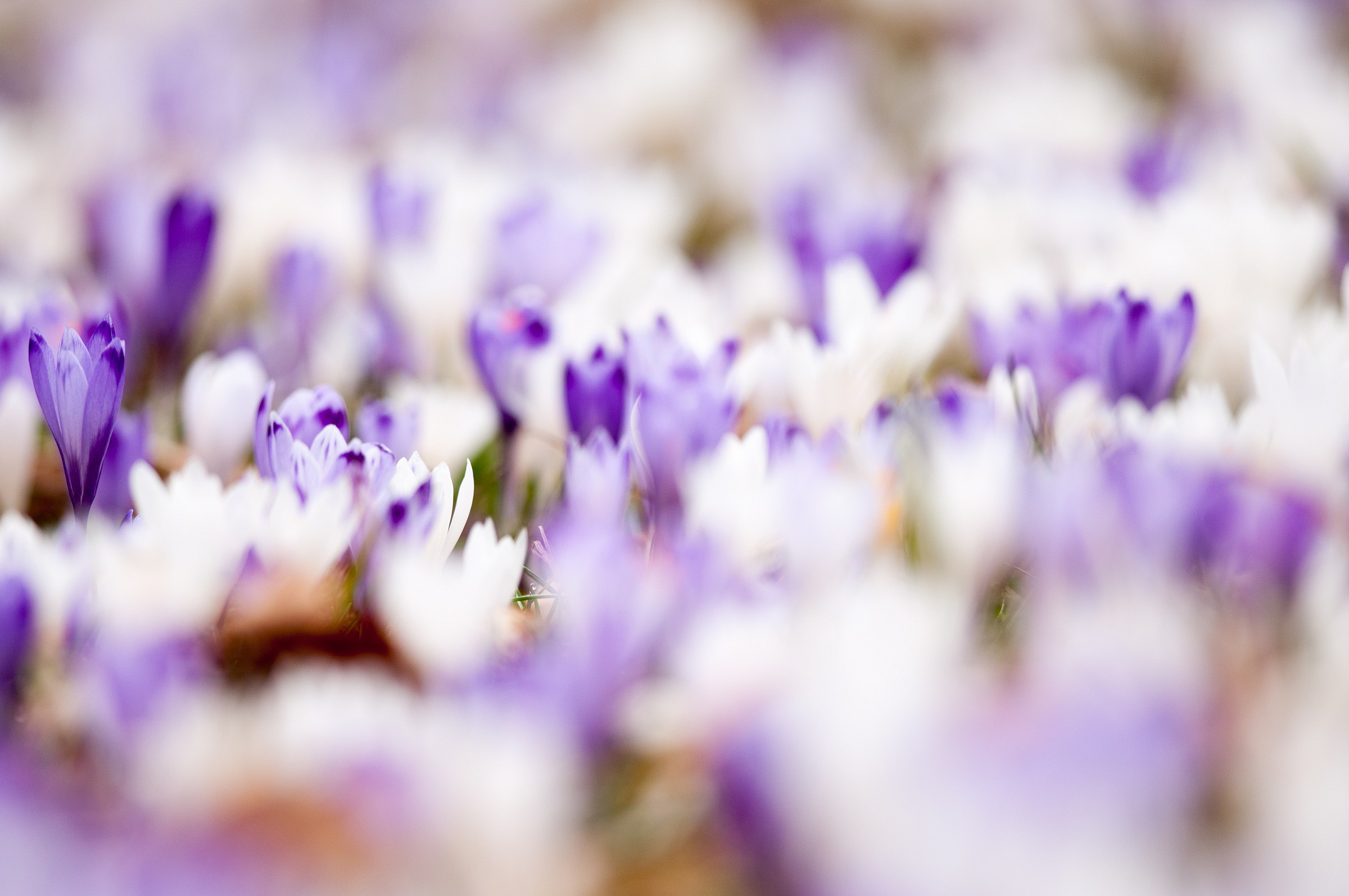 Crocus