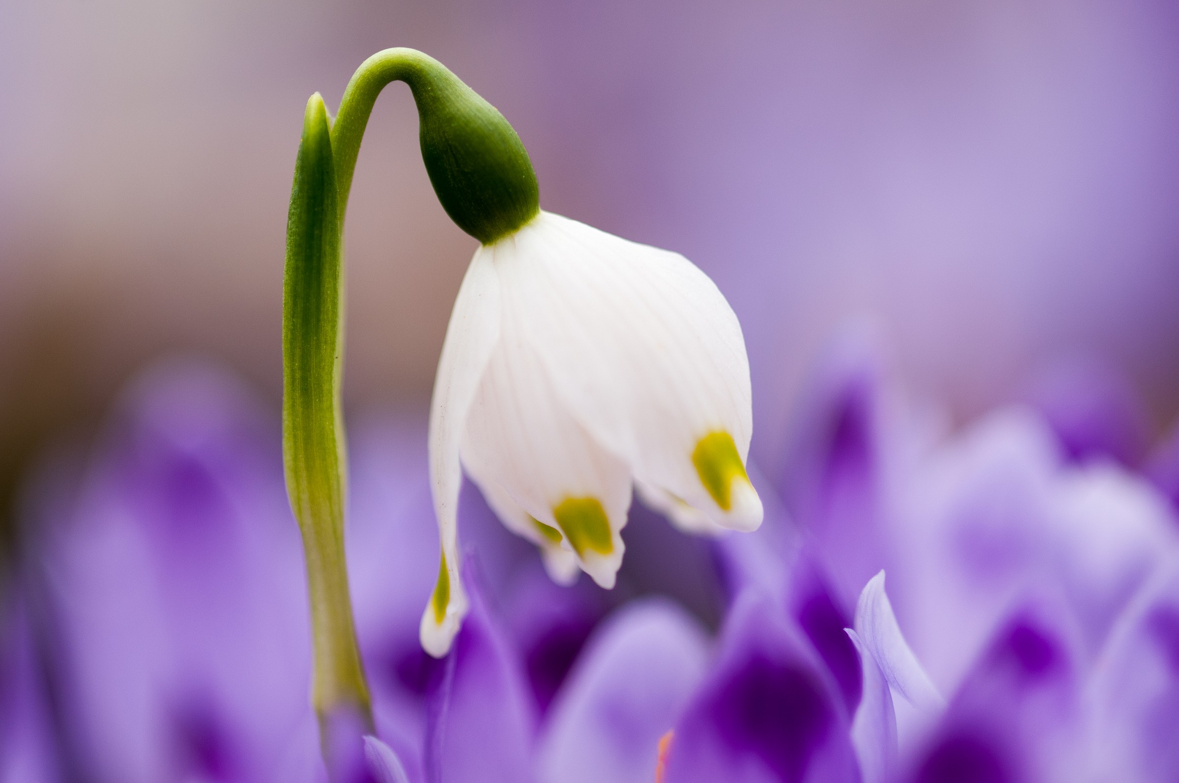Campanellino & Crocus