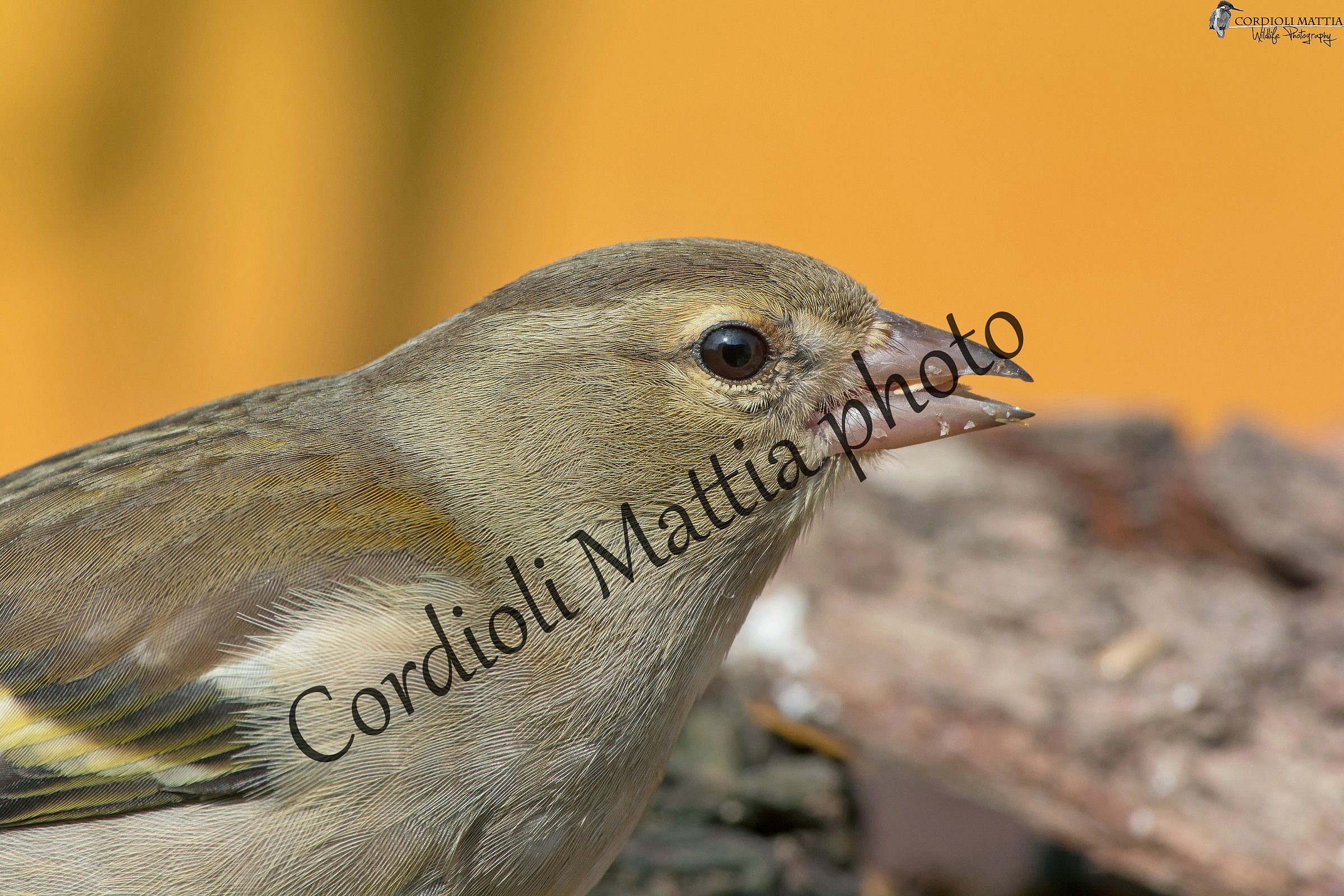 Portrait to female Chaffinch