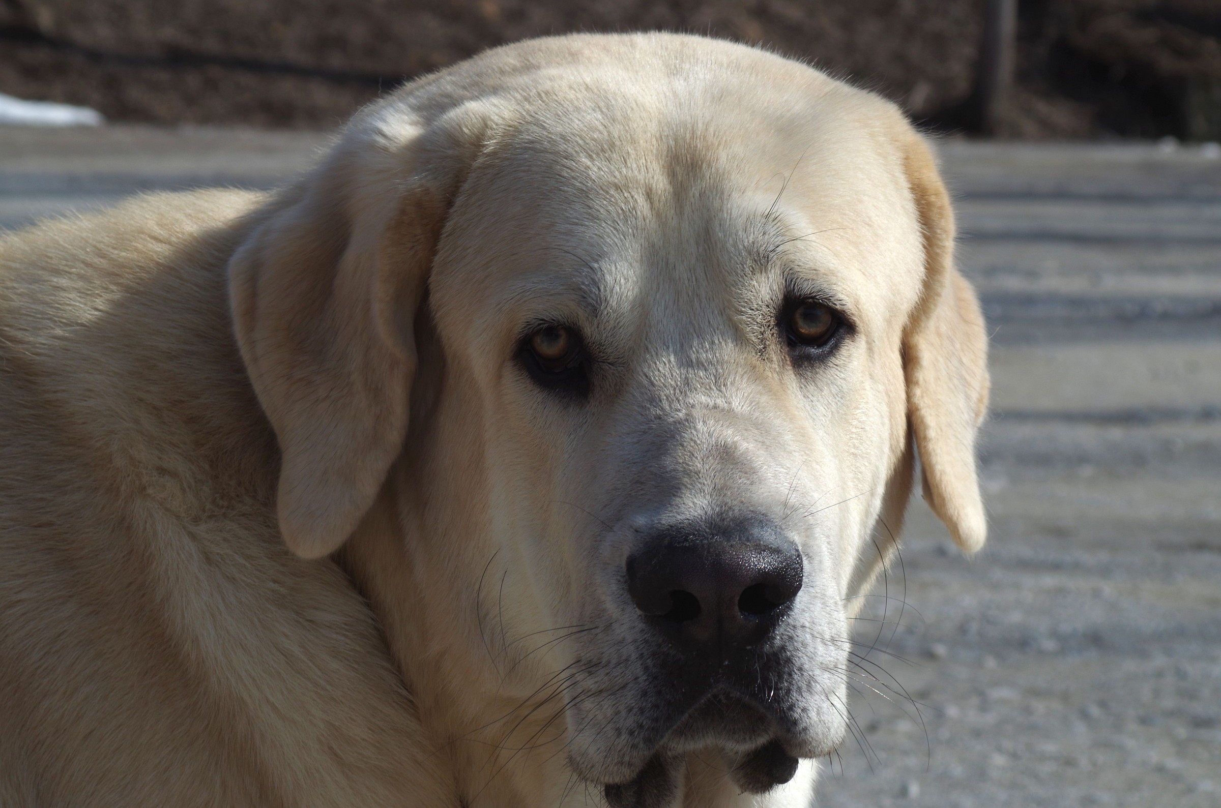 Simba (10 months) Spanish Mastiff