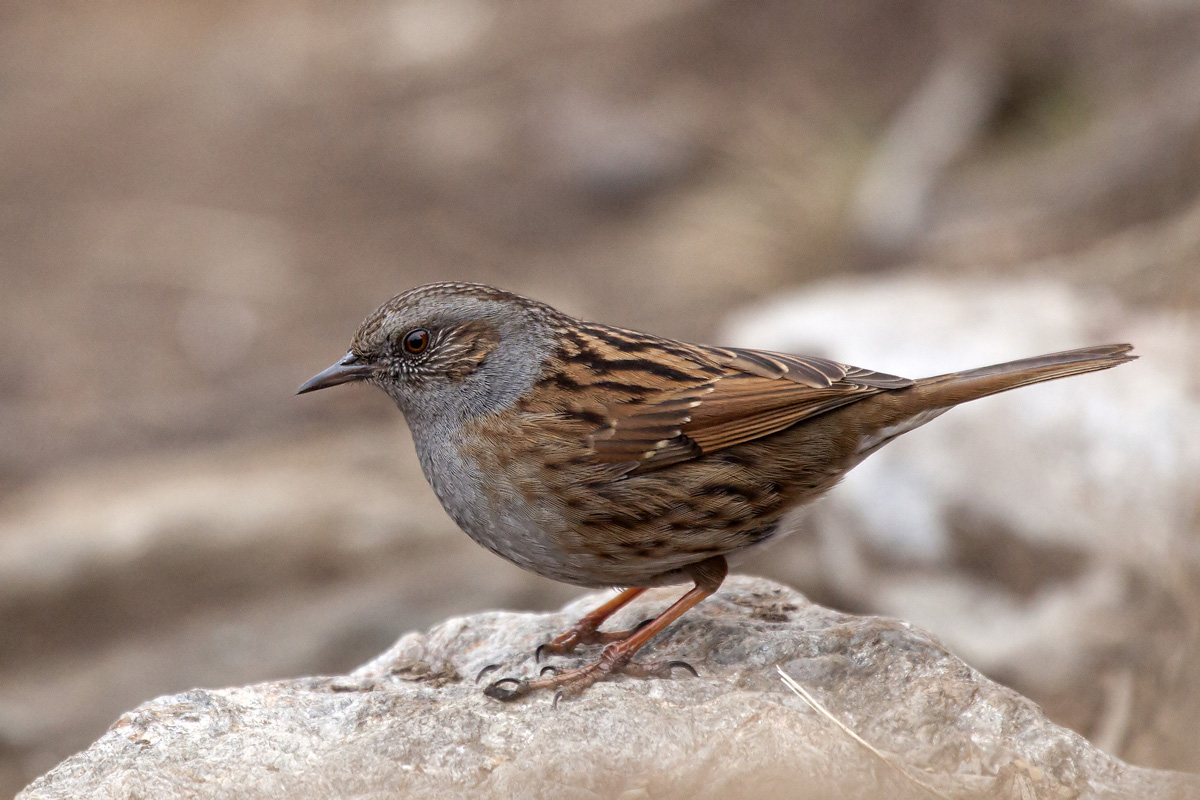 Dunnock
