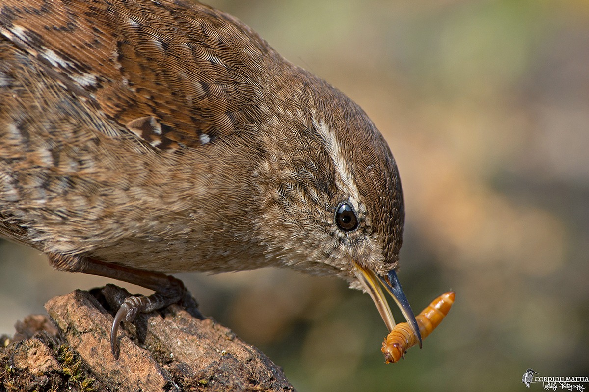 The prey of the wren