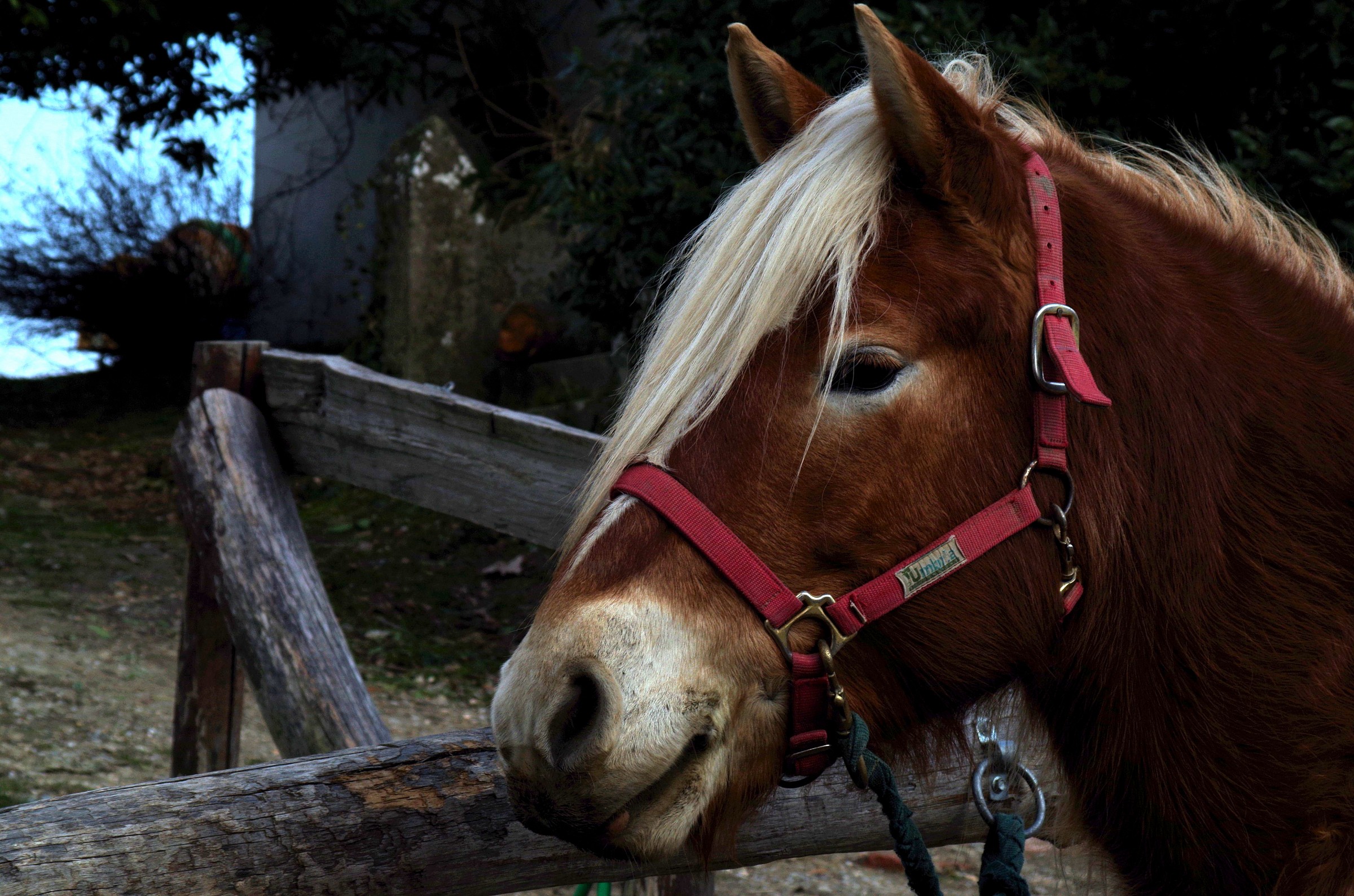 Haflinger or Aveglinese