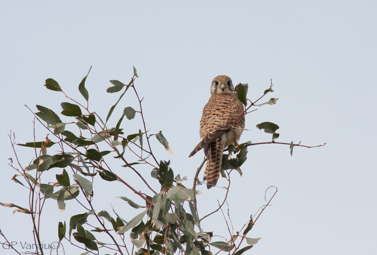 Gheppio balsamico...