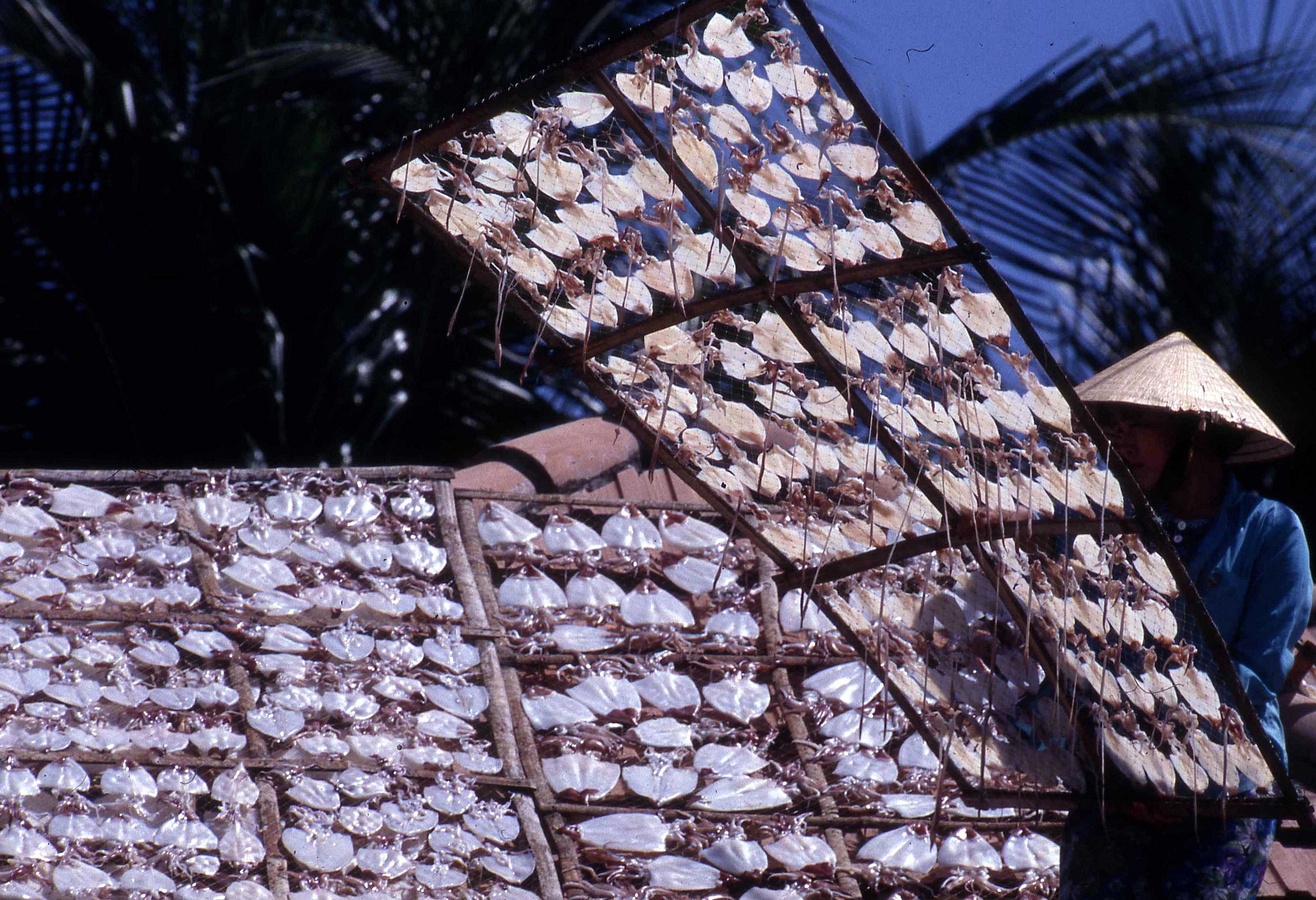 Pesce ad essiccare sul tetto