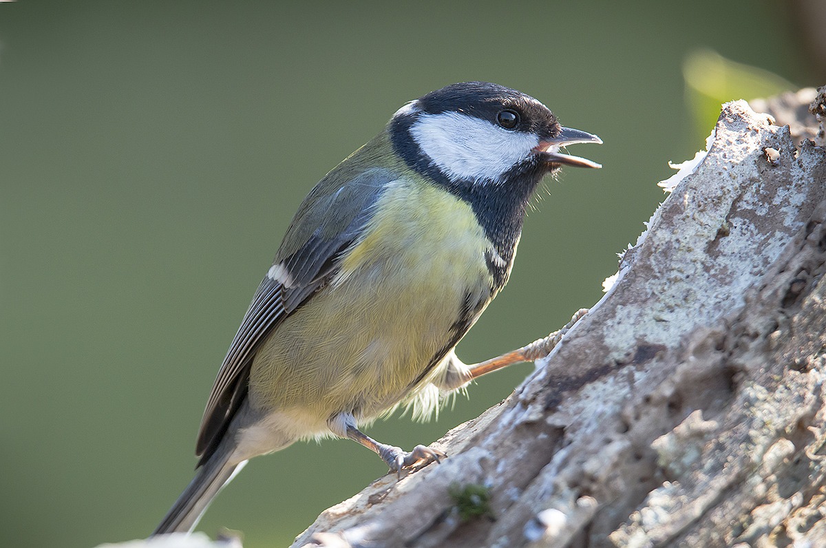 cinciallegra controluce