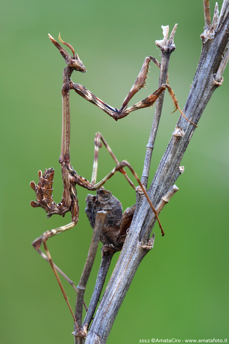 Empusa