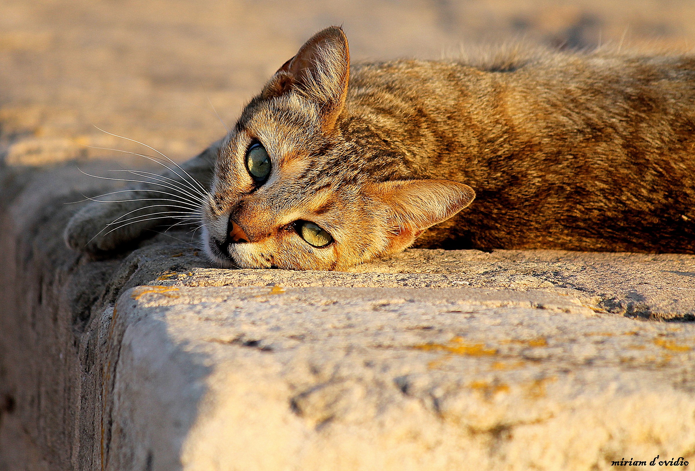 gatta di strada in Tunisia