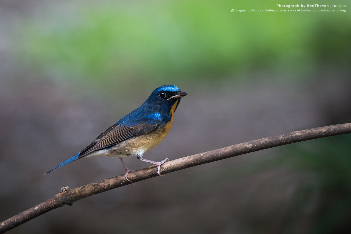 Chinese Blu pigliamosche