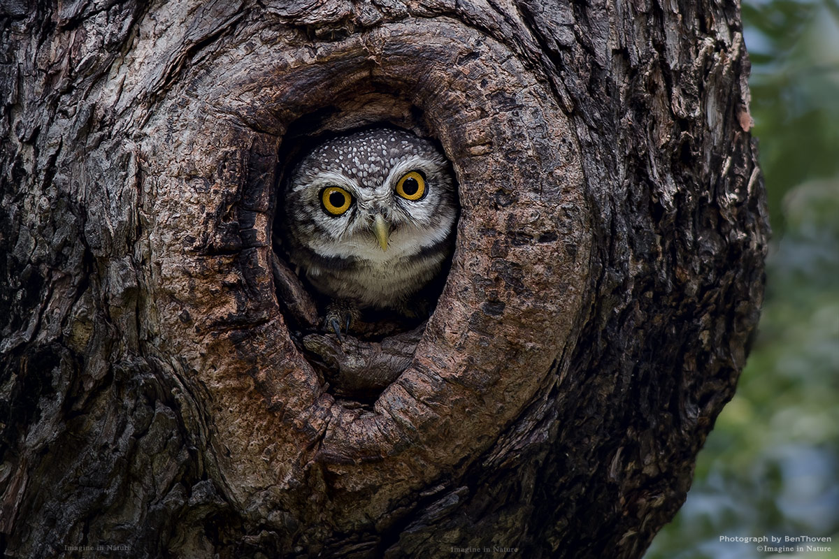 Owlet Spotted
