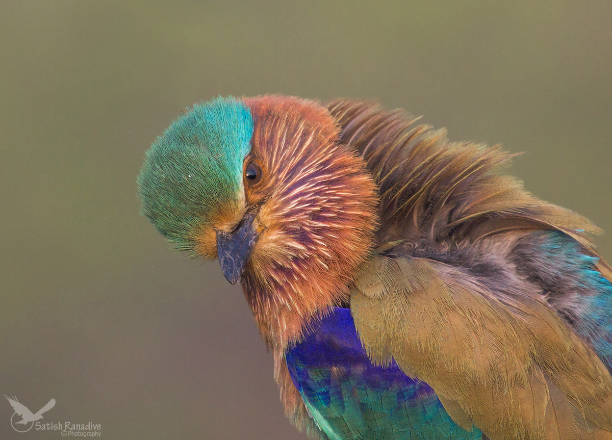 Indian Roller.