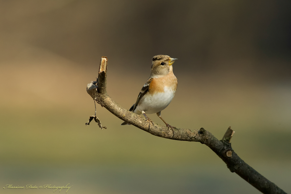 Brambling