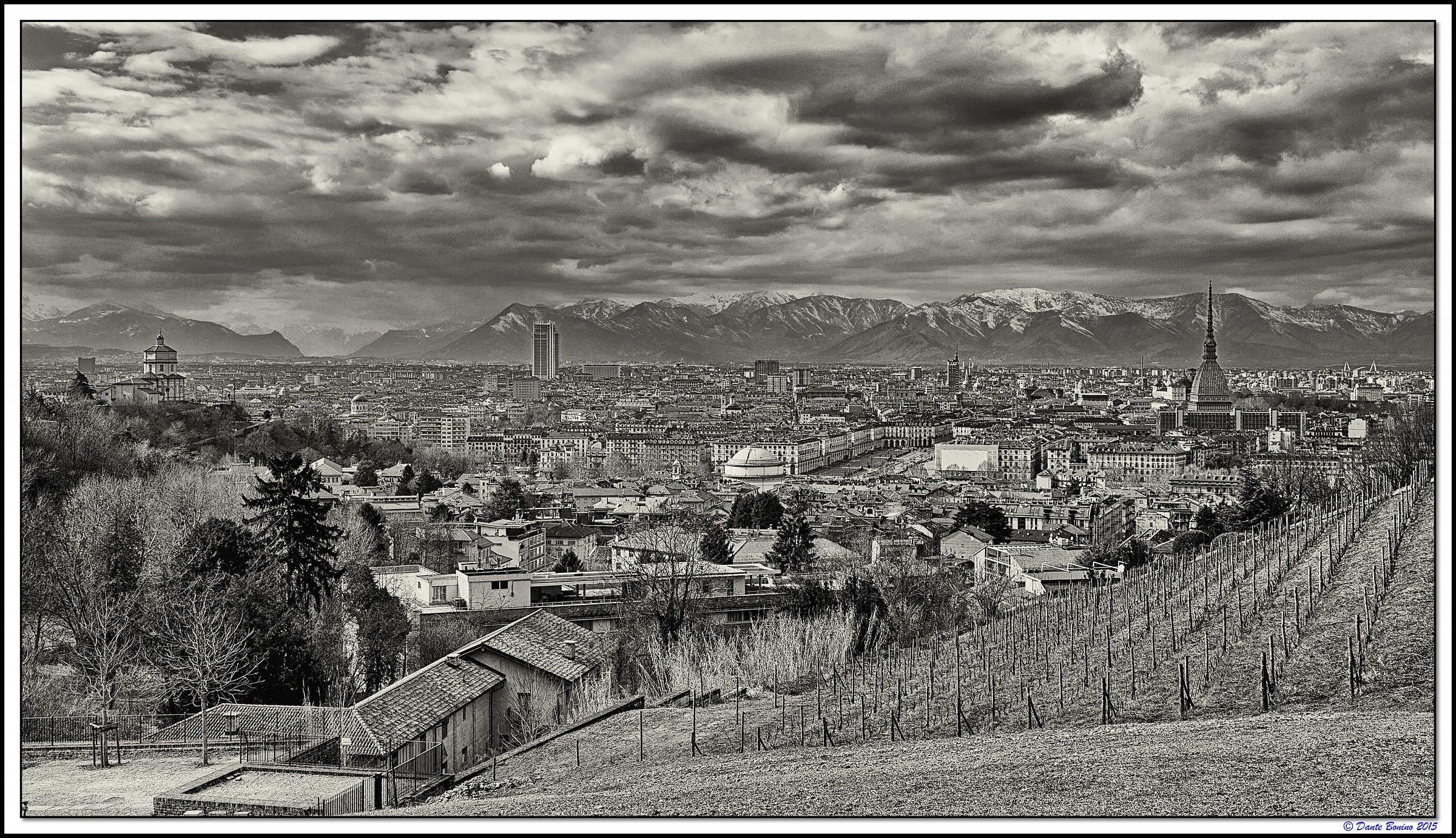 Villa della Regina: From vines