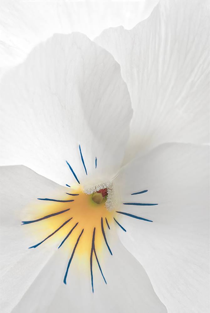 Modeste e neglette le violette