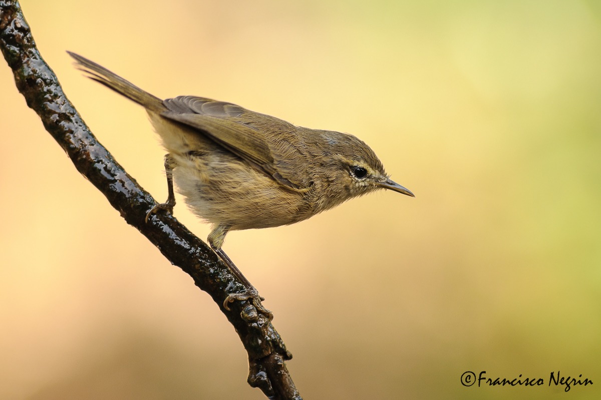 Canary Islands chiffchaff.