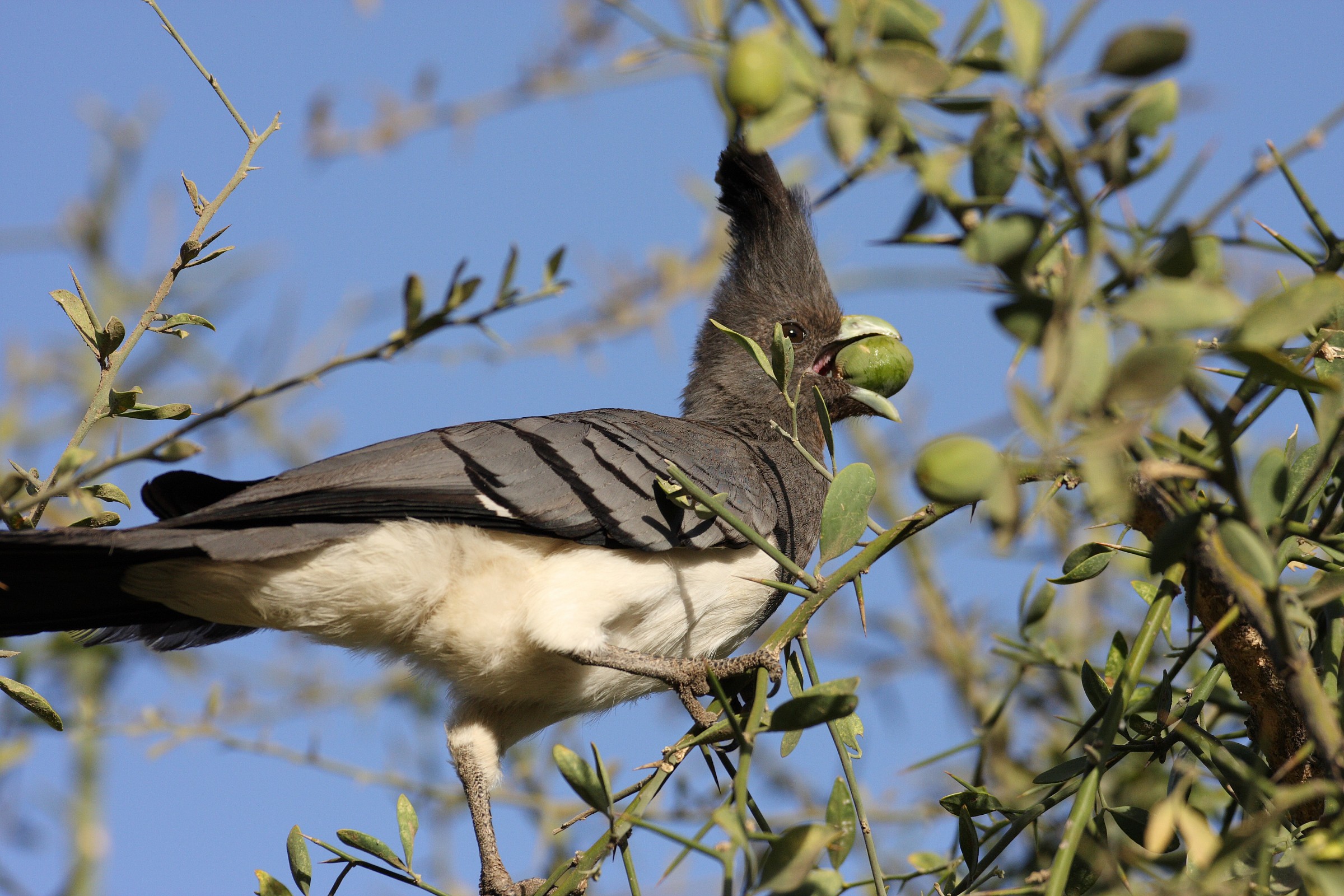 Turaco bellied