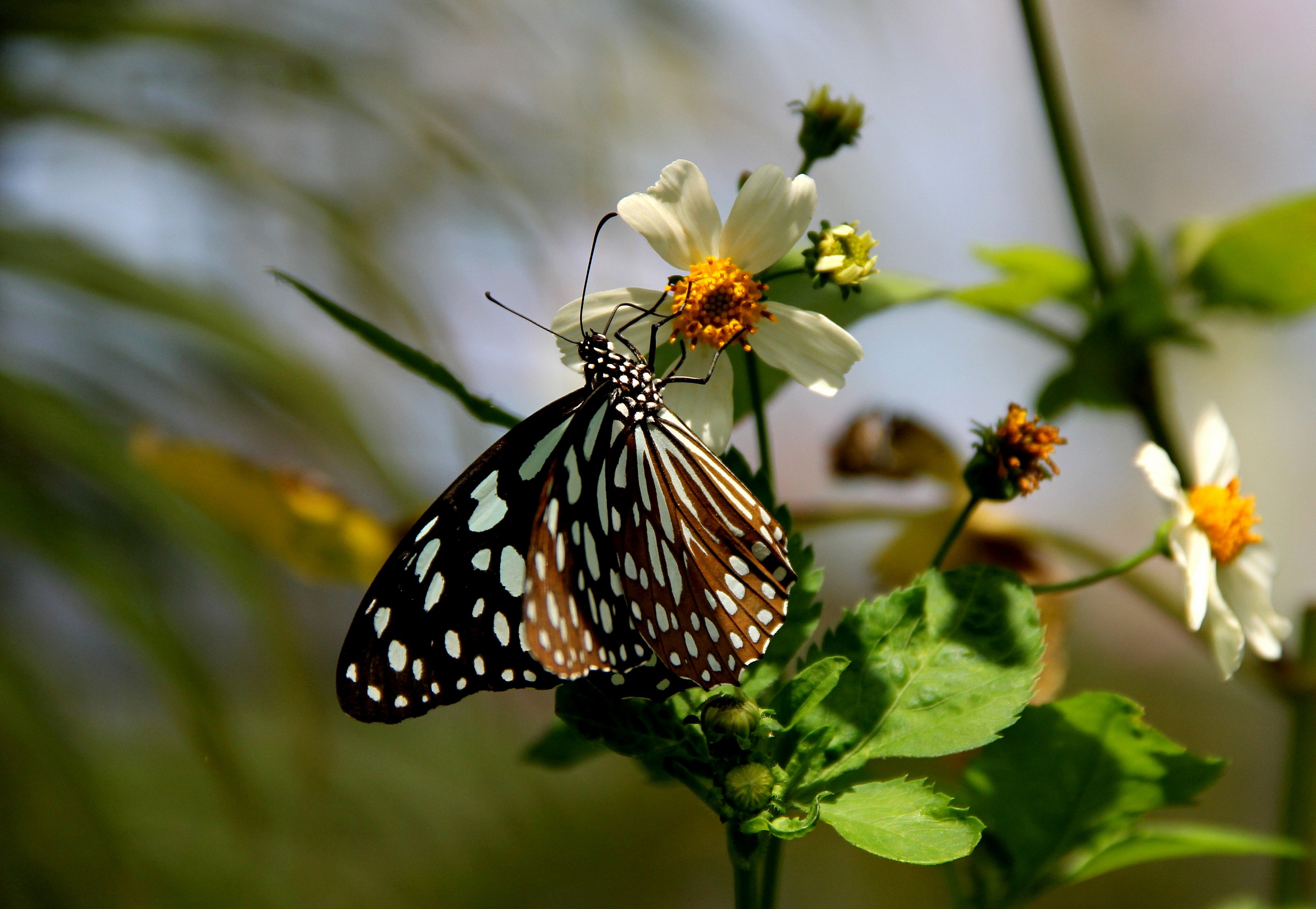 Ho catturato una farfalla