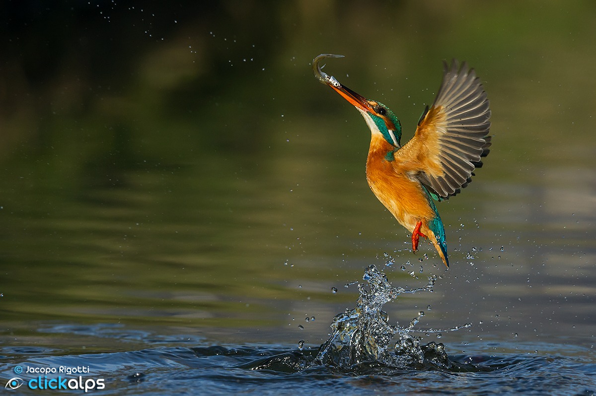 kingfisher
