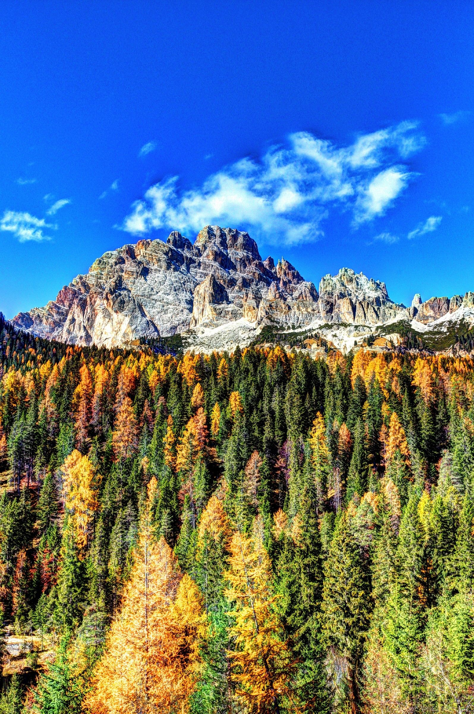 The colors of the forest