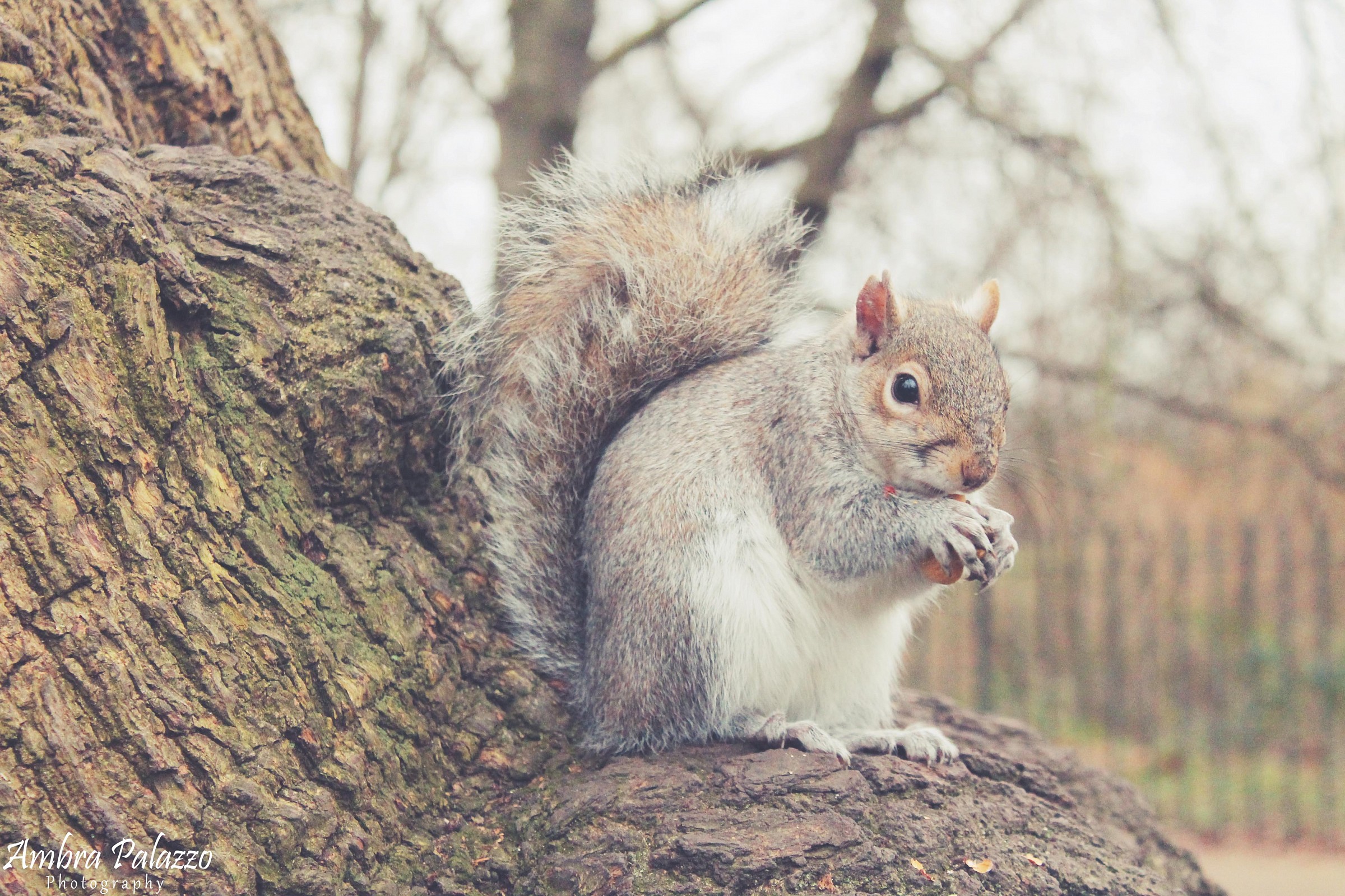 Squirrel in London