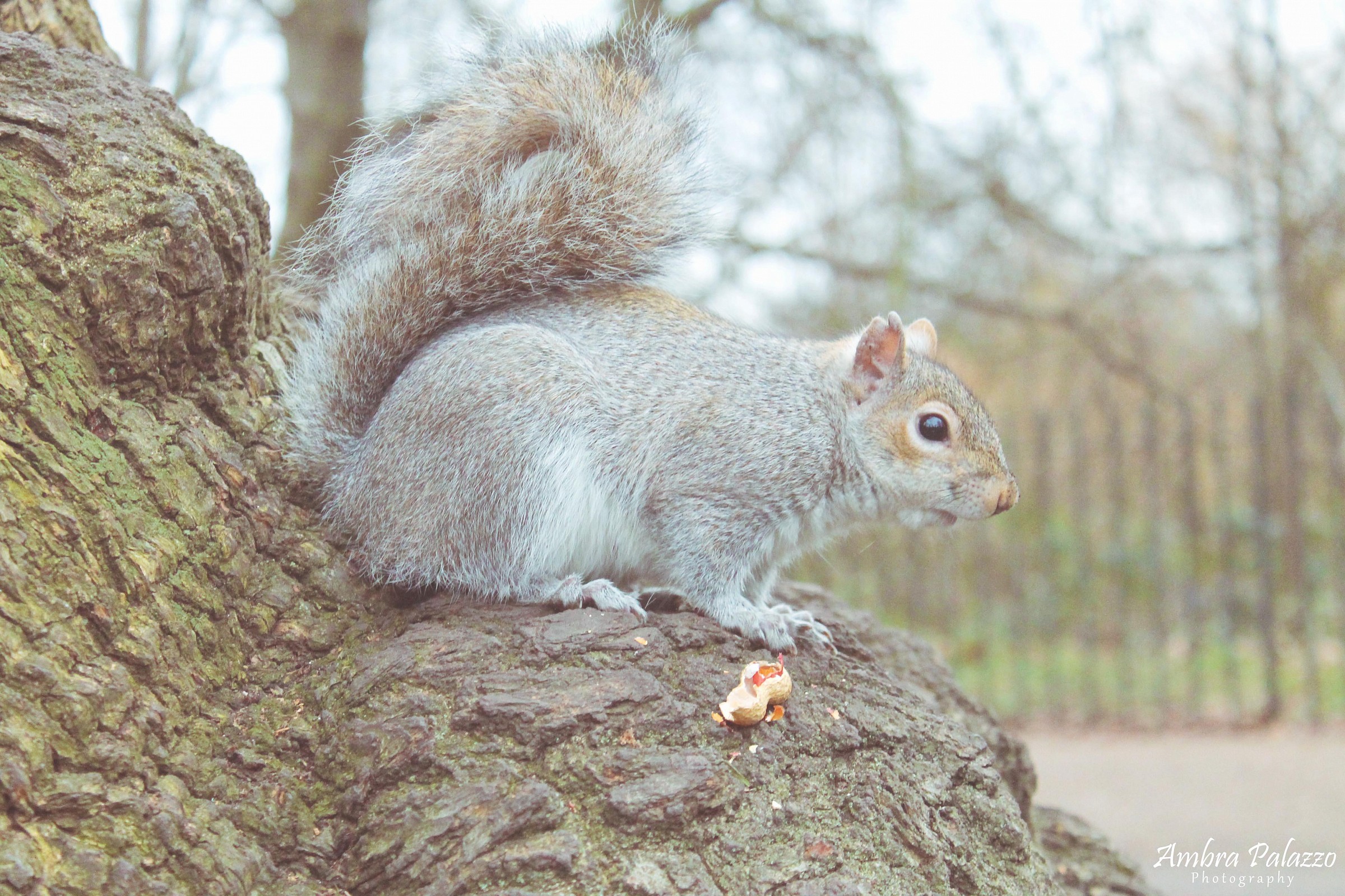 Squirrel in London