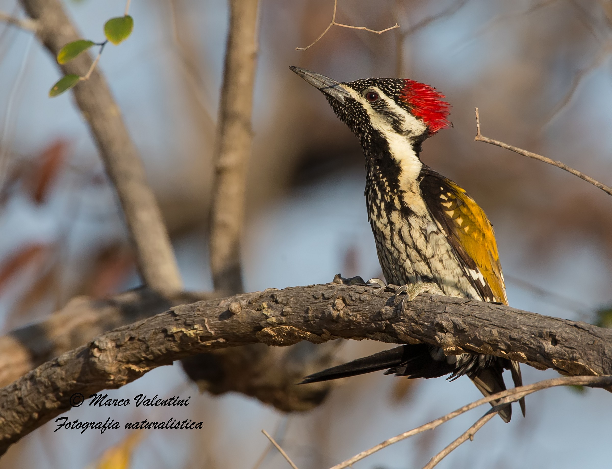 Dinopium benghalense