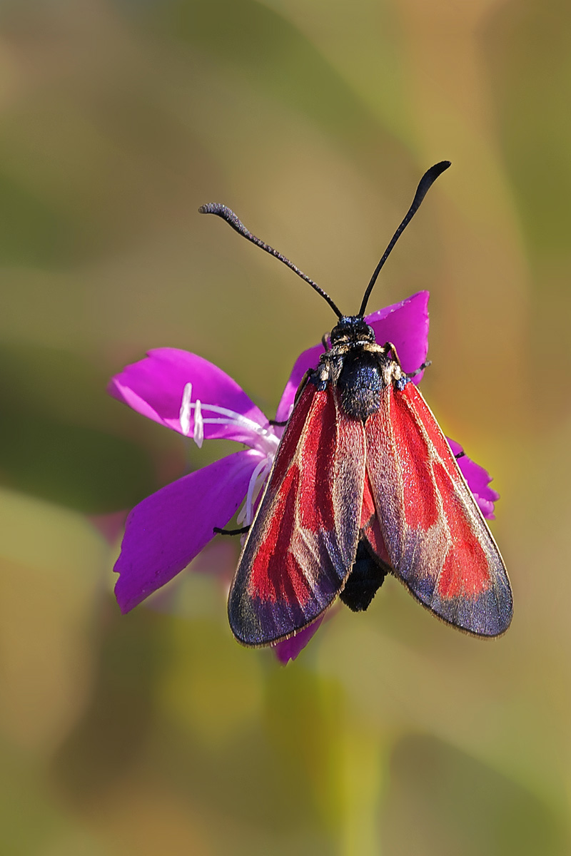 Zygaena