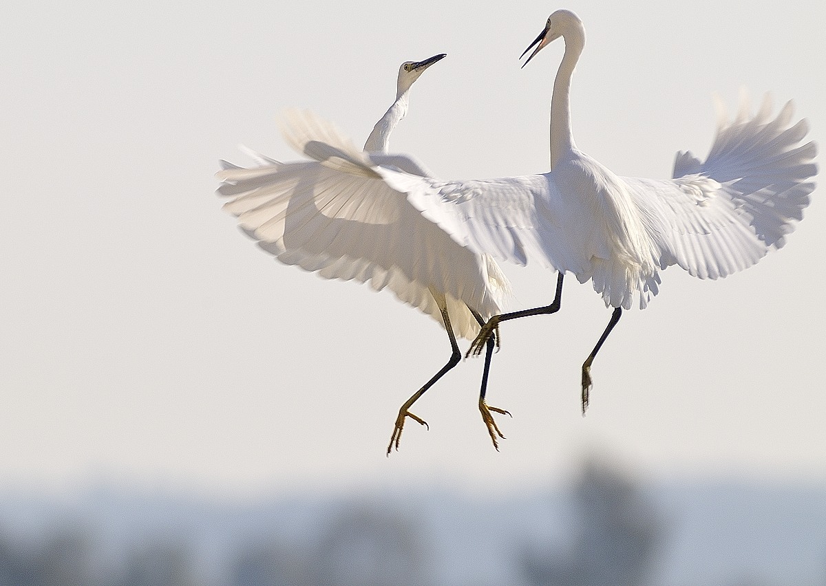 Dialogue between egrets ....