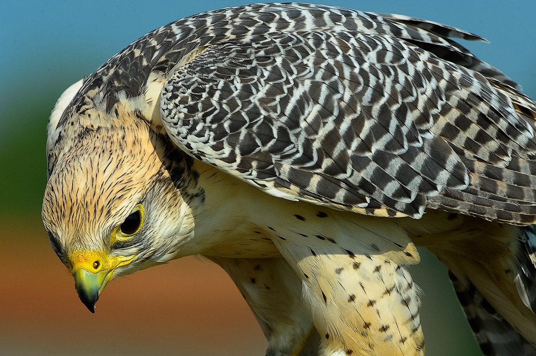 Falco 2014 / dovrebbe essere (falco rusticolus) ?