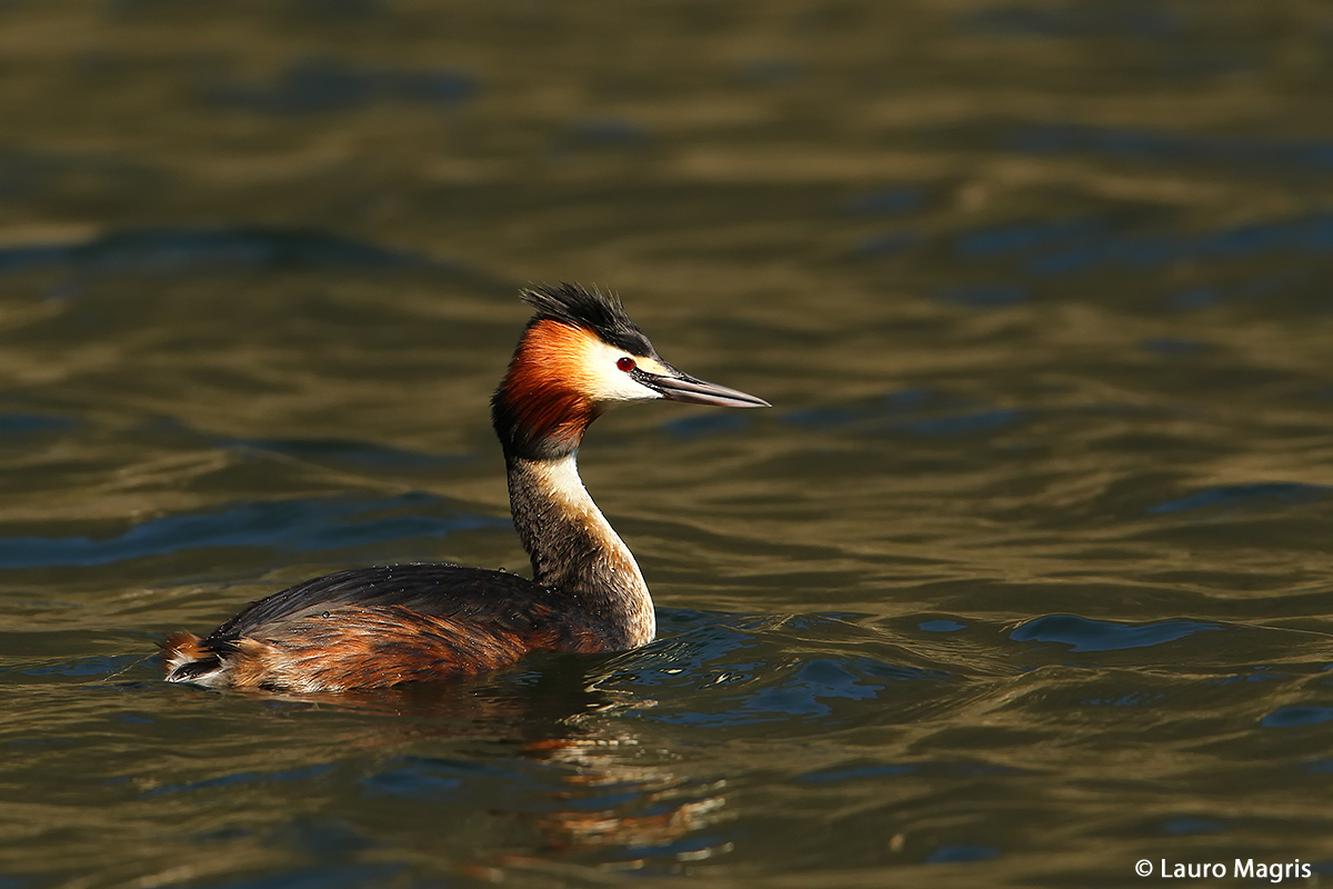 Svasso in acque agitate