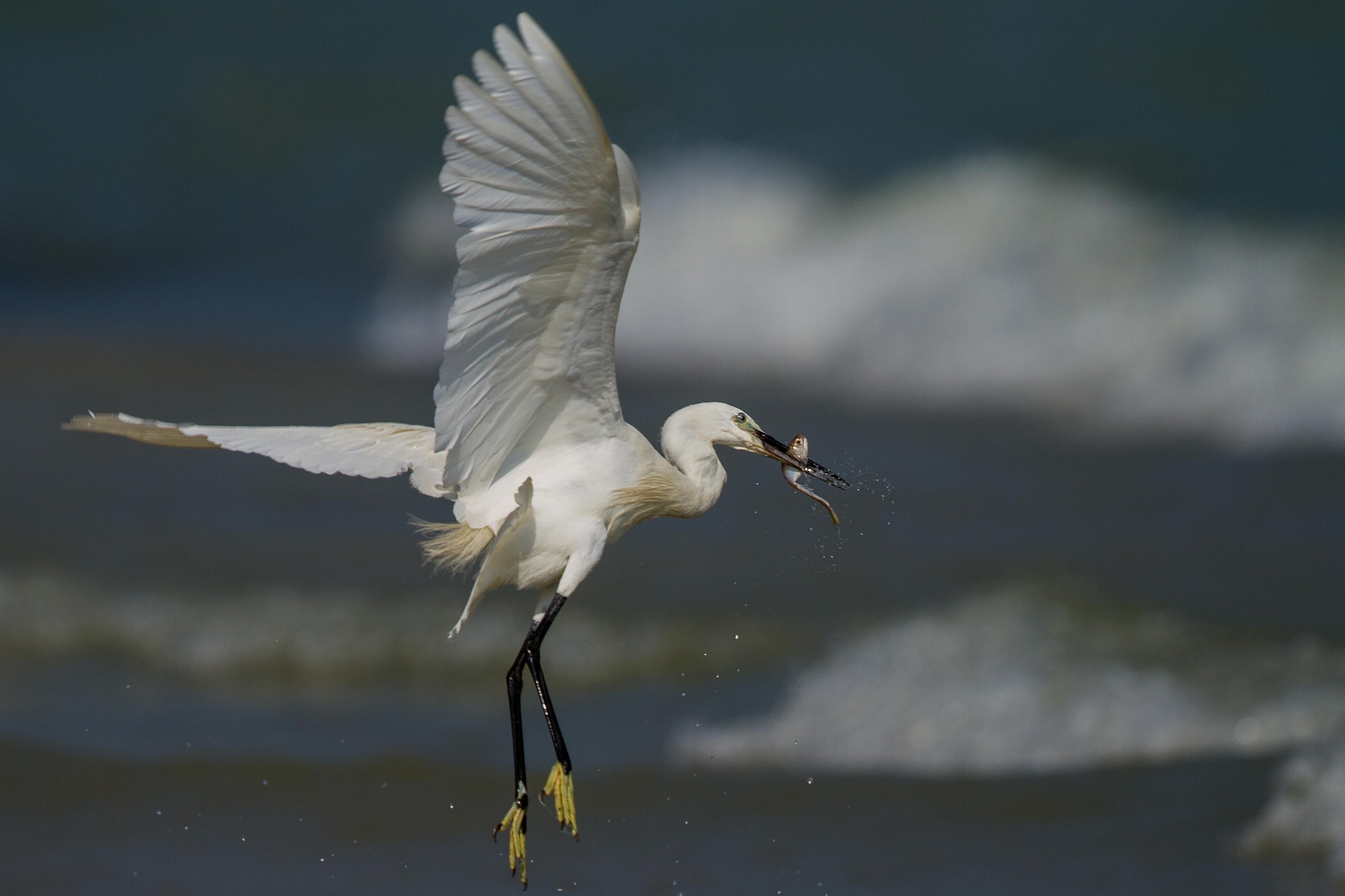 pesca in acque agitate!