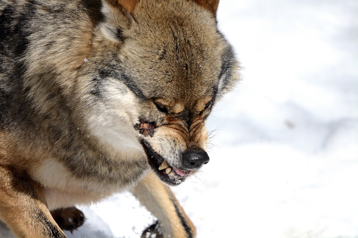 La difesa dell'escluso.