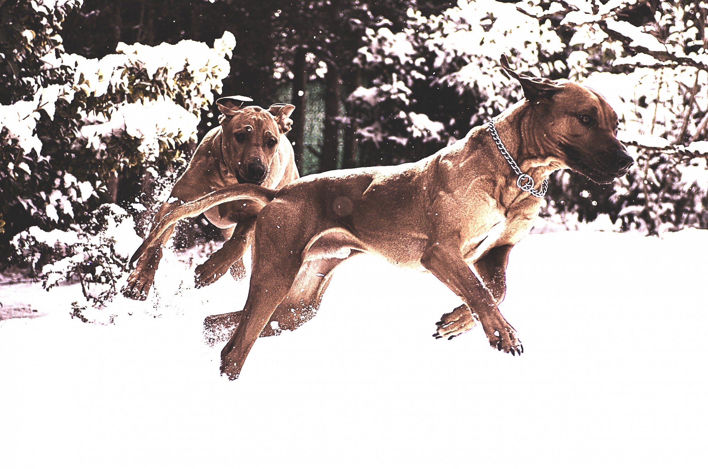 The snow that passion