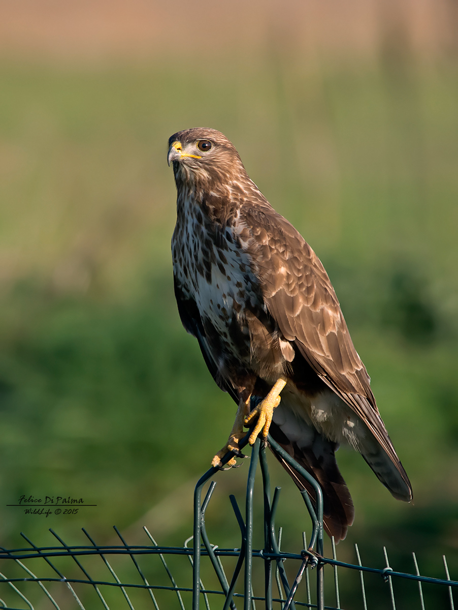 Buzzard "appojata" Romana