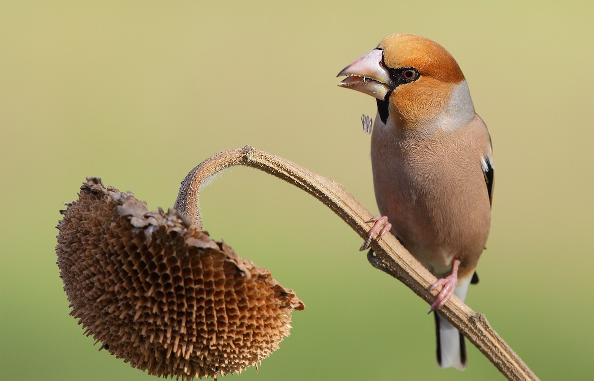 Hawfinch