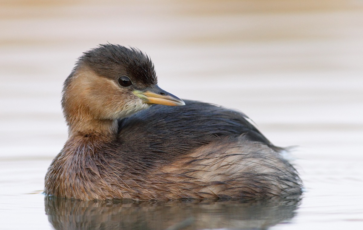 Little Grebe