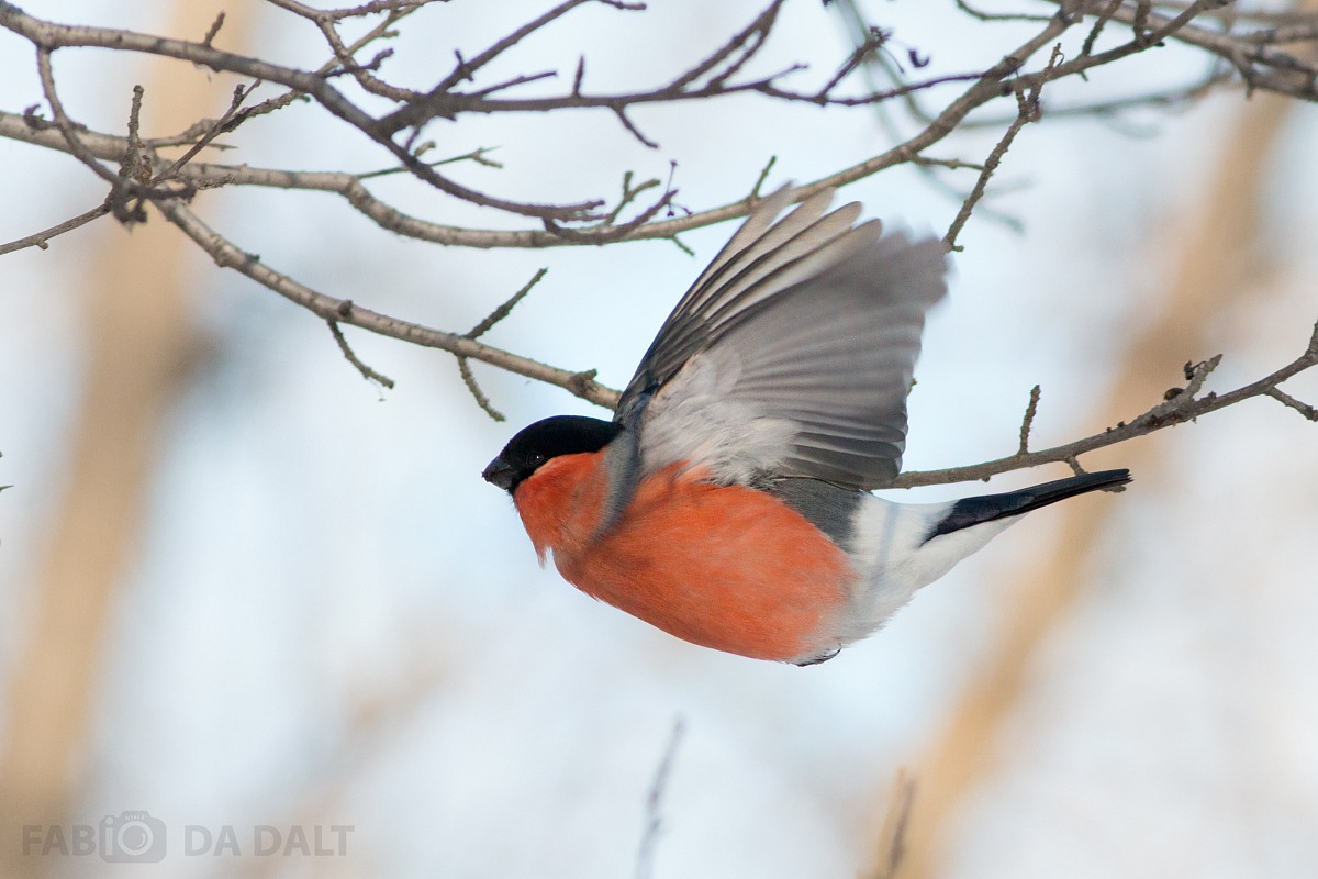 Bullfinch m.