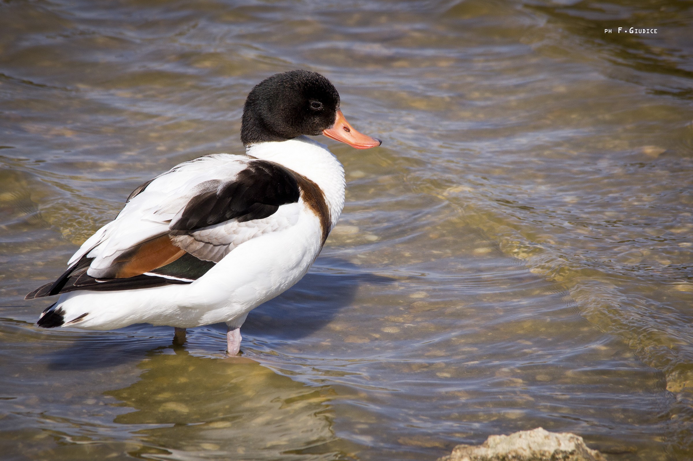 Female Shelduck - Tadorna tadorna